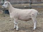 Sheep Trax Karter 397K